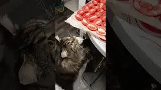 #котохаус