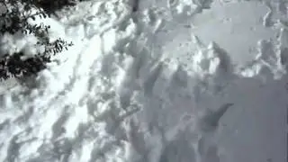 Puppies First Blizzard