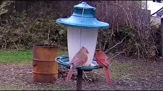 Male & Female Cardinal sharing a morning snack