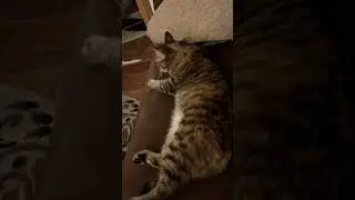 Кошечка Шишуня 