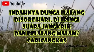 Indahnya Bunga ILalang disore Hari, diiringi bunyi Jangkrik dan Caricangkas