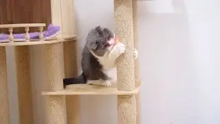 Why do cats keep chasing laser pens?🐱🤣| SD猫の夢島💗