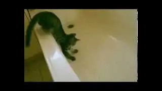 кот принемает ванную