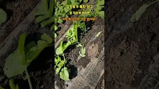 김장무 배추 지금까지 실패 했다면 이렇게 심으면 걱정 없이 잘 자랍니다 방법만 바꿔보세요.#무키우기 #텃밭농사