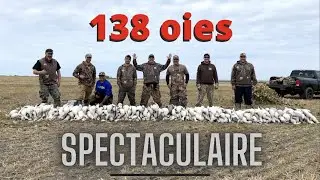 Chasse à l’oie blanche ( 2e partie ) snow goose hunting