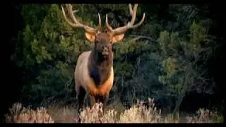 realtree.com elk