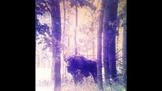 Больше Леса - весенний live [full album] shoegaze | sadwave | lofi