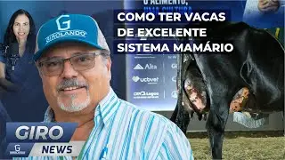 Como ter vacas de excelente sistema mamário - Gironews #43