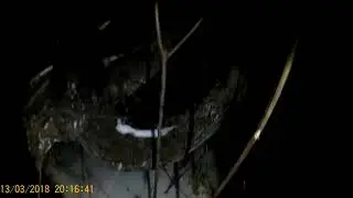 В зимний лес НОЧЬЮ - Чайку попить !