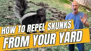 How to REPEL Skunks from your Yard