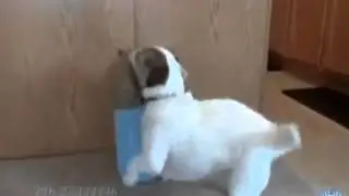 Well trained Dog can do the job as Helper