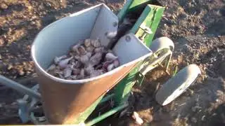 Посадка озимого чеснока осень 2020 года ручной сеялкой с внесением суперфосфата .