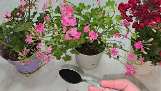 СДЕЛАЙ ЭТО ОСЕНЬЮ с Геранью, чтобы куст не желтел зеленел, цвел и отлично перенес зиму