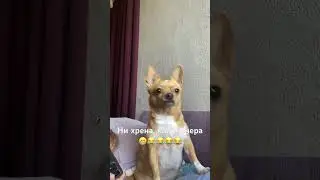 Чихуахуа #dog #приколы #собака #чихуахуа #приколысживотными #shortsvideo #sunny #shortvideo