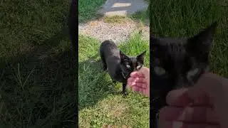 Good kitty #kitty #randomcat #newbuddy