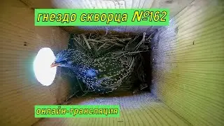 #Гнездо_скворца