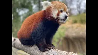 Zach at the Zoo: Meet Star, the Red Panda