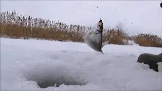 Ловим подлещика в январе