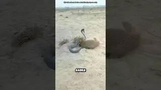 ¿Por qué está cavando debajo de la serpiente?
