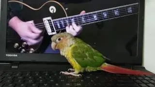 Woodstock loves Shut Up and Play's Totorials