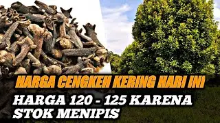 Info terbaru Harga cengkeh kering hari ini petani cengkeh wajib tau