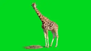 Green Screen - Giraffe