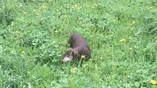 Утром на пастбище...