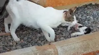Mother cat whose three kittens were killed by dogs