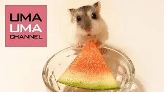 ハムスターの初体験集【うまる#9】A hamster’s first time compilation