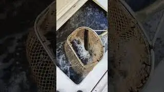 щука весенняя пришла 7 мая