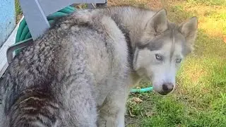 Husky hates getting her feet wet #shorts