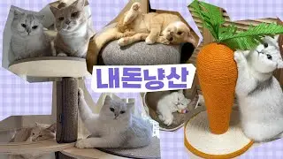 ⭐️고양이 용품 추천⭐️ (놀 때, 휴식할 때 쓰는 아이템 편🐾캣폴, 스크래쳐, 터널, 매트, 숨숨집)
