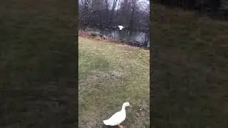 White duclair ducks flying