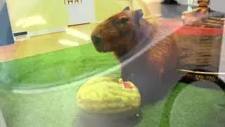watermeloncooler.webm