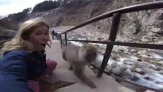 SNOW MONKEY PARK FILM PREVIEW