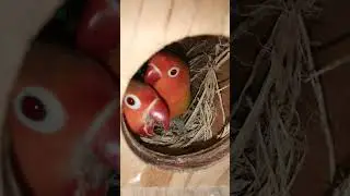 LOVEBIRDS ❤🐦 #birds #africanlovebird #opaline #fischer #pets #hobby #youtubeshorts #ytshort #shorts