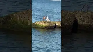 Двое в море рано утром. #рекомендации #сочи #море#утронаморе #птицы #