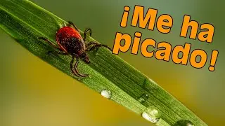 ¿Qué hacer si te pica un GARRAPATA? ¿Cómo evitarlas? Proyecto GARES