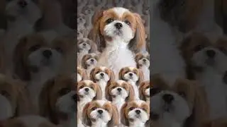 Cute and Funny Shih Tzu Dog 🐶🤭😂🤣