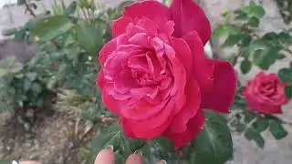 Роза Черный чай