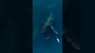 A MASSIVE Humpback Whale gently plays with some dolphins! 