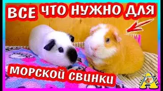 ЧТО НУЖНО ДЛЯ МОРСКОЙ СВИНКИ? У МЕНЯ БУДЕТ МОРСКАЯ СВИНКА! ЧТО КУПИТЬ МОРСКОЙ СВИНКЕ / ALISA EASY