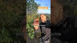 Regionale Erdbeeren im Dezember 🍓