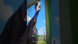 Cassowaries: The Deadly Birds With Dagger-Like Claws 