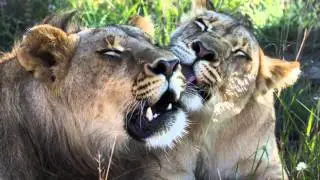 Antelope Park Zimbabwe - 2015