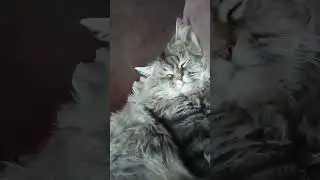 Красавчик Барс🐱 Рыбалка охота ягдтерьер🦡