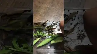 C A T E P I L L A R 🐛