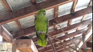 Bird says hello