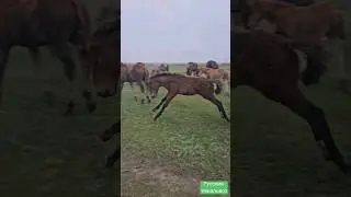 Сирота Дуся Orphan foal #коневодство