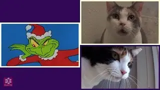 Cat Meowing YOU'RE A MEAN ONE, MR  GRINCH (Acapella)